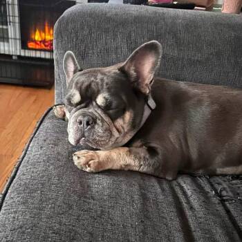 Pearl -  French Bulldog Dog for Adoption in Huber Heights, Ohio - Pearl | PetCurious