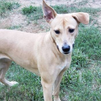 Labrador Retriever and Mixed Breed Dogs Available for Adoption - Ditto | PetCurious