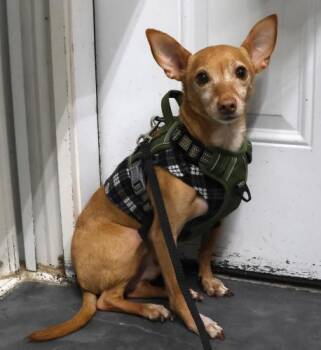 Rescue Chihuahua Dogs for Adoption in Thief River Falls, Minnesota - Jet | PetCurious