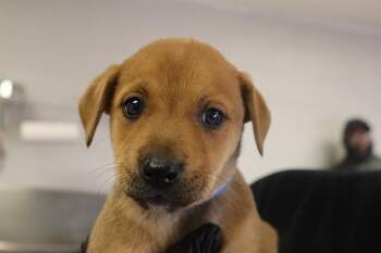 Rescue Mixed Breed Dogs for Adoption in Columbia, South Carolina - OAK | PetCurious