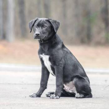 Terrier Dogs Available for Adoption - Faulkner | PetCurious