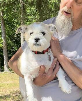 Mixed Breed Dogs Available for Adoption in Thomasville, North Carolina - Sophie Jo | PetCurious