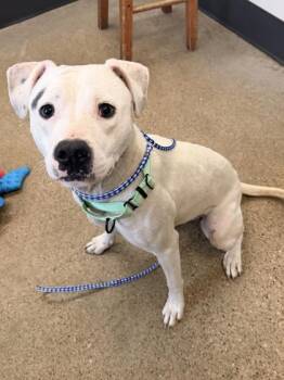 Gumbo -  Pit Bull Terrier Dog for Adoption in Cleveland, Ohio - Gumbo | PetCurious
