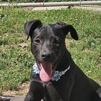 Labrador Retriever and Jack Russell Terrier Dogs Available for Adoption in Andover, Massachusetts - Finley Famous | PetCurious