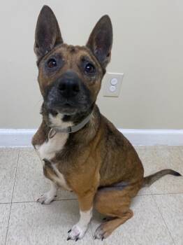 Calliope -  German Shepherd Dog Dog for Adoption in Fall River, Massachusetts - Calliope | PetCurious