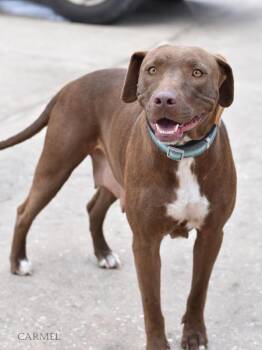 Rescue Labrador Retriever and Pit Bull Terrier Dogs for Adoption in Conroe, Texas - Carmel | PetCurious