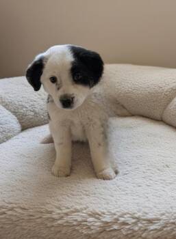 Border Collie and Mixed Breed Dogs Available for Adoption in Evergreen, Colorado - Mary | PetCurious