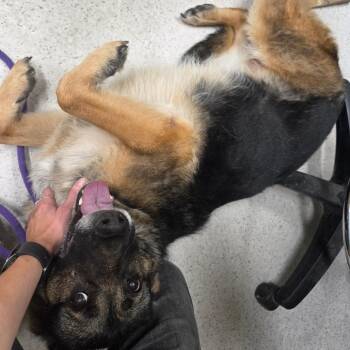 Sayla -  German Shepherd Dog Dog for Adoption in Binghamton, New York - Sayla | PetCurious
