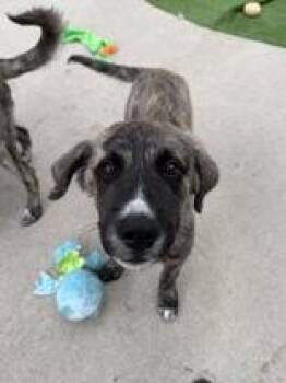 Larry -  Mixed Breed Dog Available for Adoption in Manitowoc, Wisconsin - Larry | PetCurious