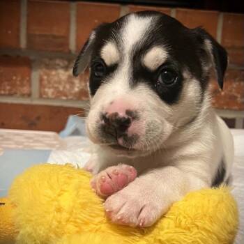Cobweb -  Husky and Cattle Dog Dog for Adoption in Olathe, Kansas - Cobweb | PetCurious