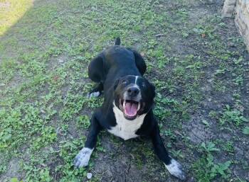 Labrador Retriever and German Shorthaired Pointer Dogs Available for Adoption - Pepper | PetCurious