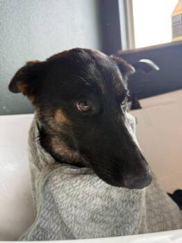 German Shepherd Dog Dogs Available for Adoption in Dallas, Texas - Lucy German Shepherd (CP) | PetCurious