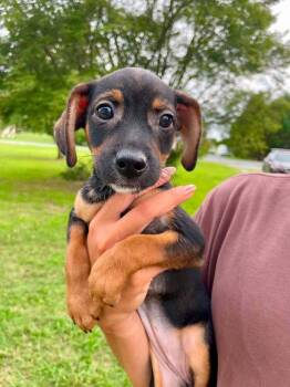 Agatha -  Mixed Breed Dog for Adoption in Milton, Delaware - Agatha | PetCurious