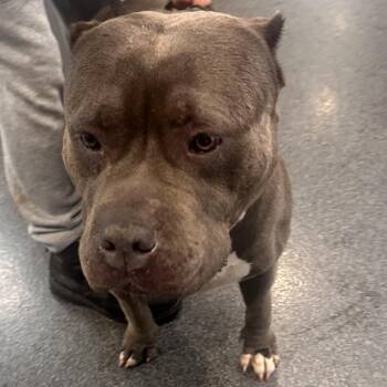 LVH-Stray-13753 -  Mixed Breed Dog for Adoption in Allentown, Pennsylvania - LVH-Stray-13753 | PetCurious