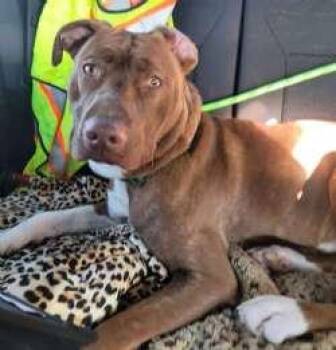 Rescue Pit Bull Terrier and Labrador Retriever Dogs for Adoption in Sudbury, Massachusetts - Hudson | PetCurious