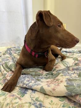 Labrador Retriever Dogs Available for Adoption in Ball Ground, Georgia - Nina | PetCurious