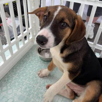 Mixed Breed Dogs Available for Adoption in Wando, South Carolina - Theo | PetCurious