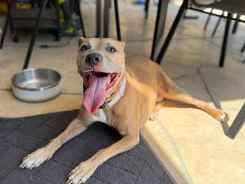 Rescue Pit Bull Terrier Dogs for Adoption in Albuquerque, New Mexico - Willow | PetCurious