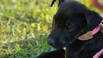 Titan -  Labrador Retriever and Boxer Dog Available for Adoption - Titan | PetCurious