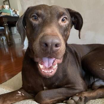 Maverick -  Retriever and Doberman Pinscher Dog for Adoption in Martinez, California - Maverick | PetCurious