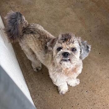 Shih Tzu Dogs Available for Adoption in Edinburg, Texas - Kobe | PetCurious