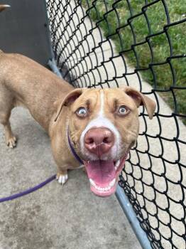 Accordion -  Pit Bull Terrier Dog for Adoption in Chicago, Illinois - Accordion | PetCurious