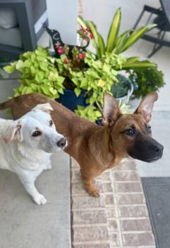 Rescue German Shepherd Dog Dogs for Adoption in Hartsville, South Carolina - Paige | PetCurious