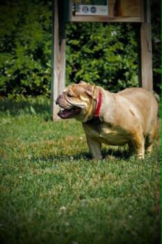 Truffle (GA) -  Shar Pei and French Bulldog Dog for Adoption in New York, New York - Truffle (GA) | PetCurious