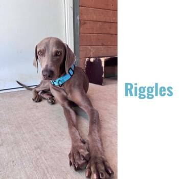 Weimaraner Dogs Available for Adoption in Fayetteville, Arkansas - Riggles | PetCurious