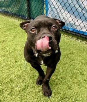 Rescue Pit Bull Terrier Dogs for Adoption in Eagle, Idaho - Bulldozer **Courtesy Post. Out Of Town Pet. See Below For Detail | PetCurious