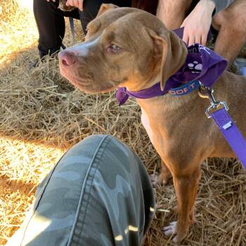 Mini -  Pit Bull Terrier Dog for Adoption in Benton Harbor, Michigan - Mini | PetCurious
