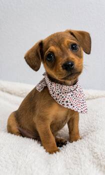 Drizzle -  Chihuahua and Wirehaired Terrier Dog Available for Adoption in Douglas, Georgia - Drizzle | PetCurious