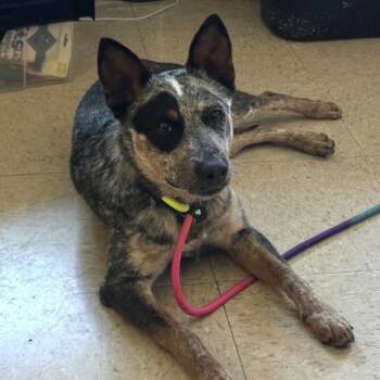 Australian Cattle Dog Blue Heeler Dogs Available for Adoption - ARUGULA | PetCurious