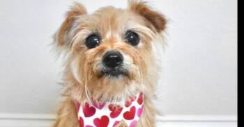 Paisley -  Yorkshire Terrier and Terrier Dog for Adoption in Frisco, Texas - Paisley | PetCurious