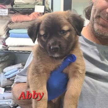 Mixed Breed Dogs Available for Adoption in Pinellas Park, Florida - Abbey | PetCurious