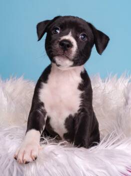 BW: Orca -  Boston Terrier and Border Collie Dog for Adoption in Palo Alto, California - BW: Orca | PetCurious