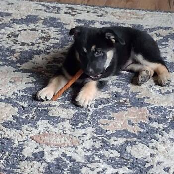 Amber -  Mixed Breed Dog for Adoption in Sioux Falls, South Dakota - Amber | PetCurious