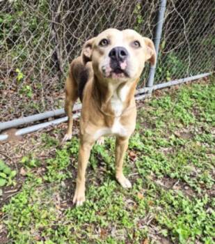 American Staffordshire Terrier and Mixed Breed Dogs Available for Adoption - DAVE | PetCurious