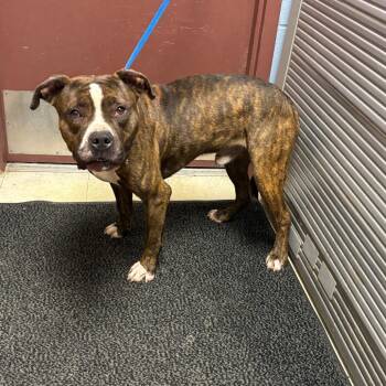Algernon -  Pit Bull Terrier Dog for Adoption in Saint Joseph, Missouri - Algernon | PetCurious