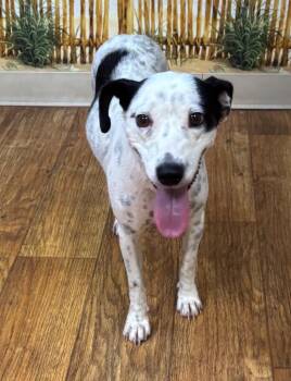Dixie -  Mixed Breed Dog for Adoption in Ocala, Florida - Dixie | PetCurious