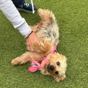 Silky Terrier and Yorkshire Terrier Dogs Available for Adoption in Little Rock, Arkansas - Peanut | PetCurious