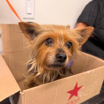 Skye Terrier and Mixed Breed Dogs Available for Adoption in Tampa, Florida - Maddie | PetCurious