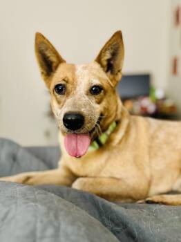 Australian Cattle Dog Blue Heeler Dogs Available for Adoption - Snickers | PetCurious