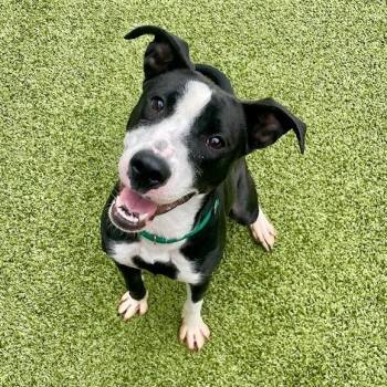 Rescue Border Collie and Mixed Breed Dogs for Adoption in Greensboro, North Carolina - Rumi | PetCurious