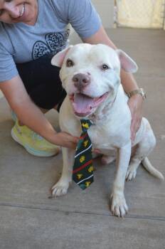 Briefcase -  Pit Bull Terrier Dog for Adoption in Mckinney, Texas - Briefcase | PetCurious