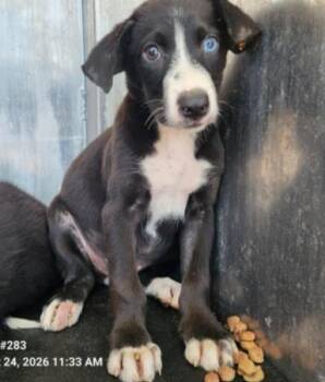 BUTTERCUP -  American Staffordshire Terrier Dog for Adoption in San Antonio, Texas - BUTTERCUP | PetCurious