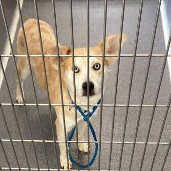 Husky and Mixed Breed Dogs Available for Adoption in Montgomery, Alabama - Snow White | PetCurious
