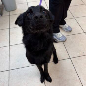Millie -  German Shepherd Dog Dog for Adoption in Birmingham, Alabama - Millie | PetCurious
