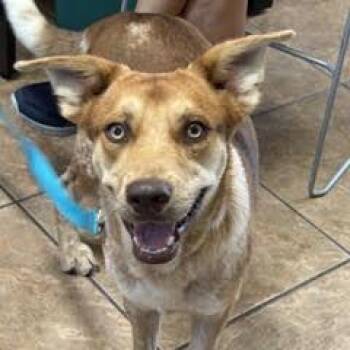Turbo -  Mixed Breed Dog for Adoption in Green Valley, Arizona - Turbo | PetCurious