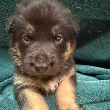 German Shepherd Dog Dogs Available for Adoption in Austin, Texas - Apollo | PetCurious